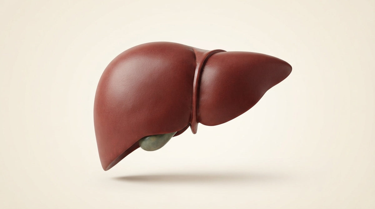 Human liver, healthy