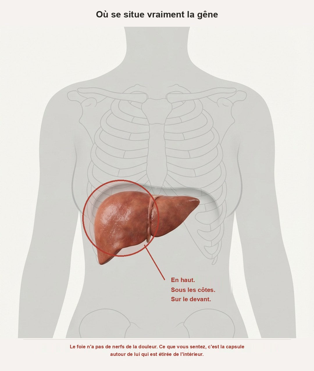 Anatomical diagram of the liver in position under the right ribs at the front, with the site of the ache ringed